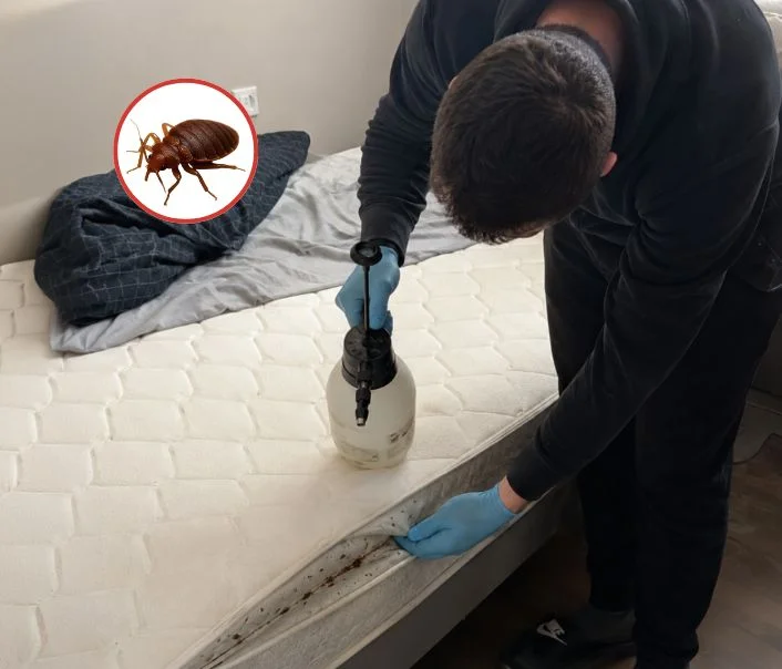 Technicien traitant un matelas contre les punaises de lit à Igny